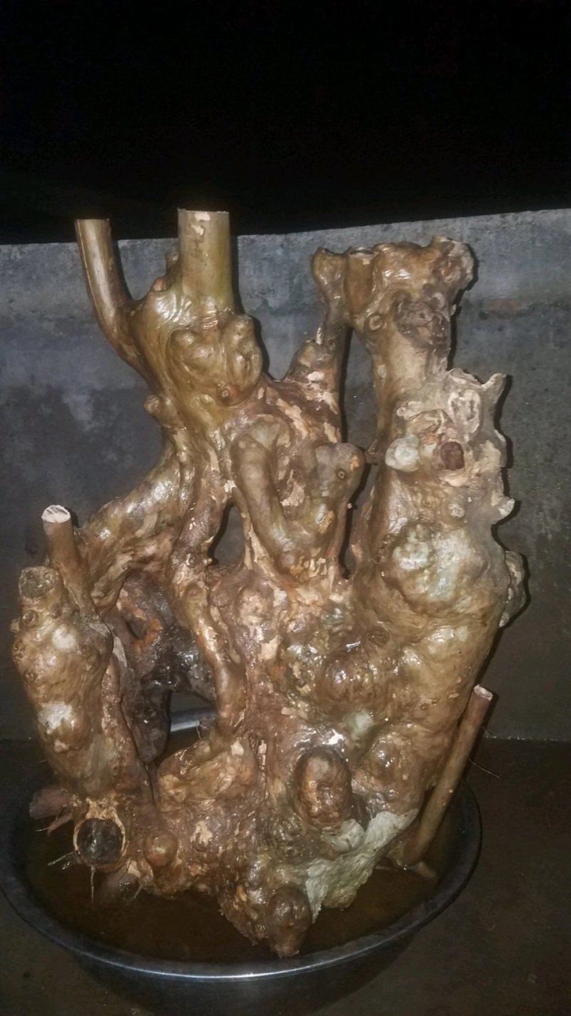 紫薇，马灵光下山桩