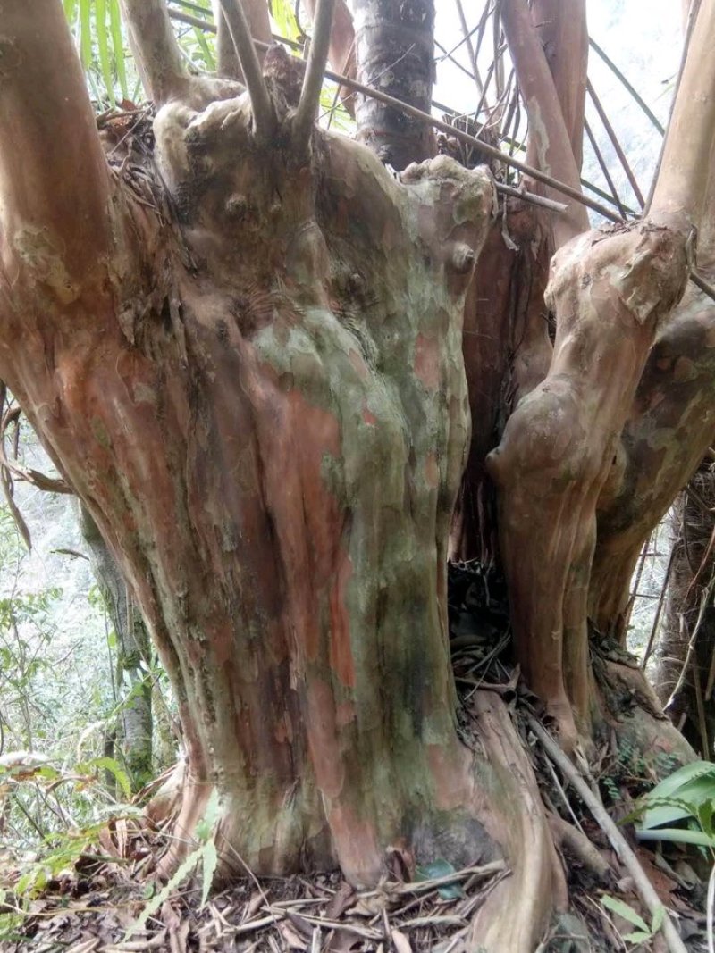 紫薇，马灵光下山桩