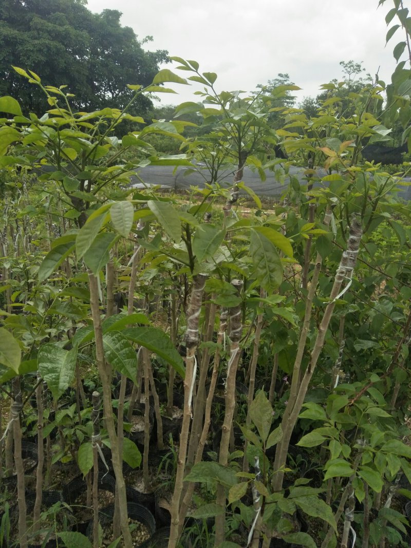 黑橄榄苗(嫁接苗)直生苗，带叶，带杯发货