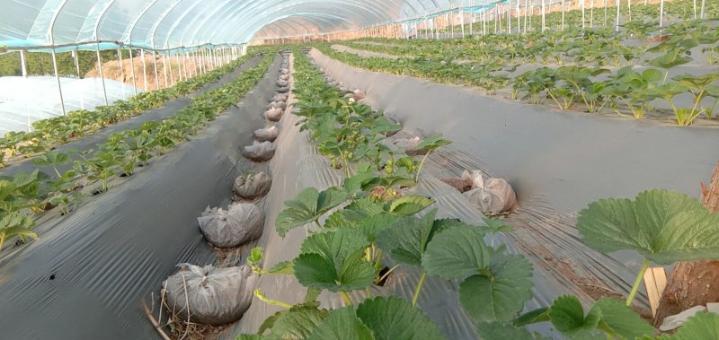四季草莓基地，高原地区吸收天然之灵气。
