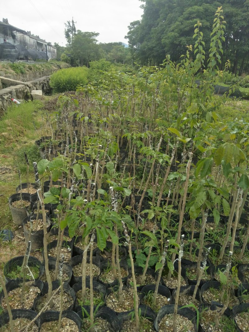 黑橄榄苗(嫁接苗)直生苗，带叶，带杯发货