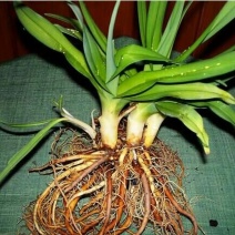 黄花菜种苗