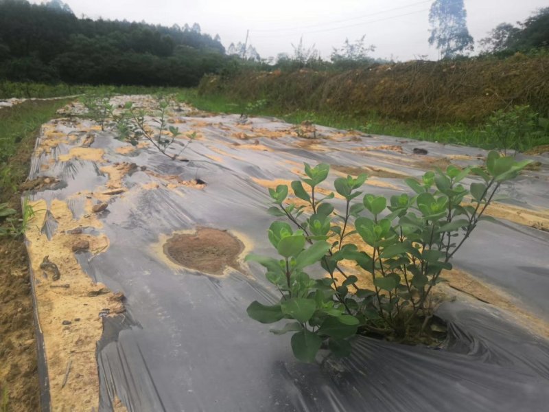 江西单叶蔓荆子苗，蔓荊子苗