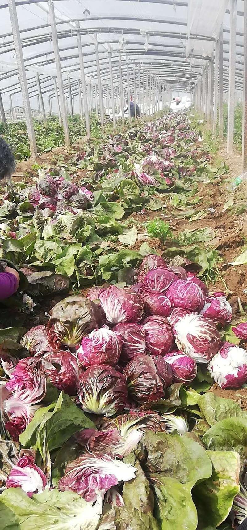 红球红菊苣山东寿光优质蔬菜货源稳定日供货万斤