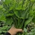 【精品货源】佛手瓜苗龙须菜保质保量直发全国