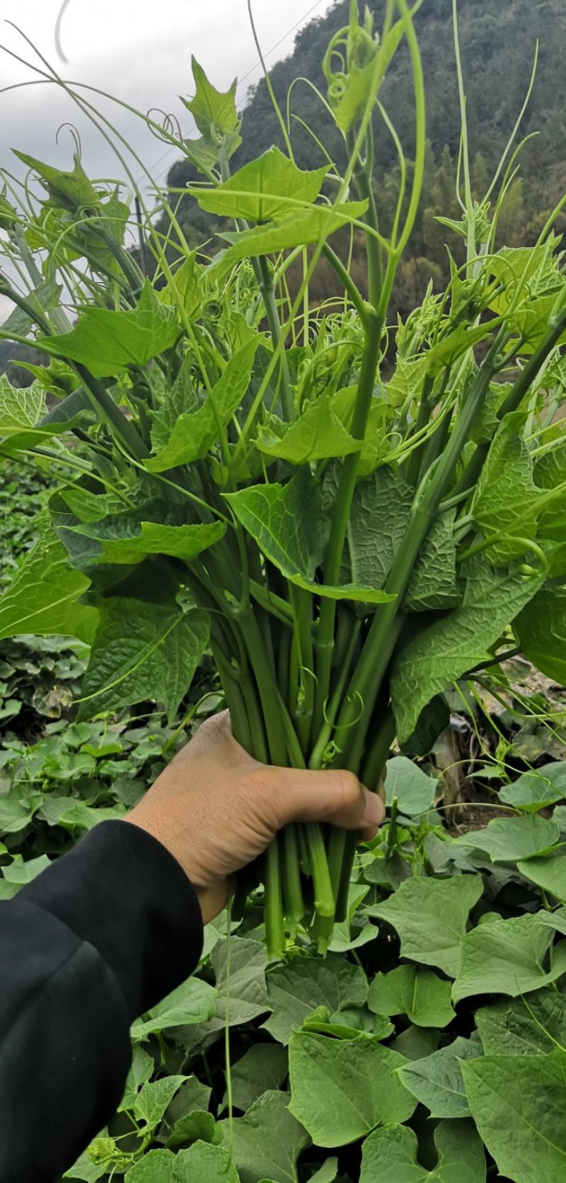 【精品货源】佛手瓜苗龙须菜保质保量直发全国