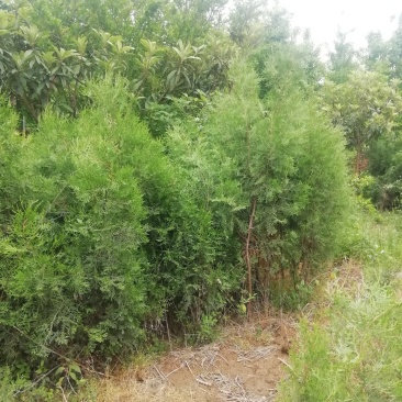 侧柏，货源充足，清地处理好装车
