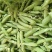 陕西省城固县蚕豆(胡豆丿面积很大现在正在上市