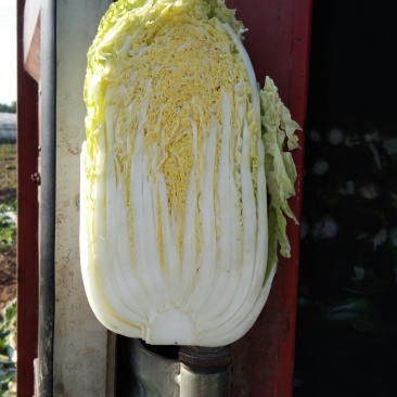 津秀2号娃娃菜