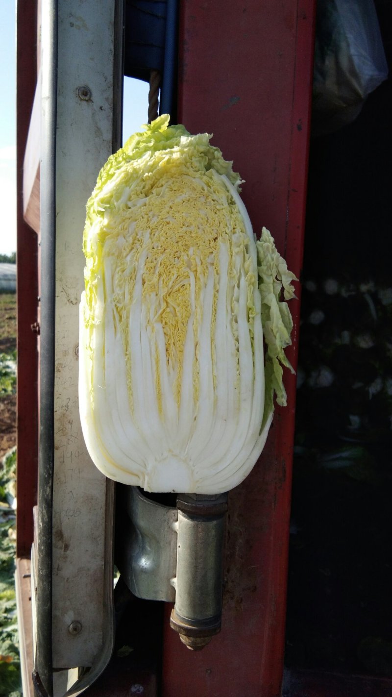 津秀2号娃娃菜