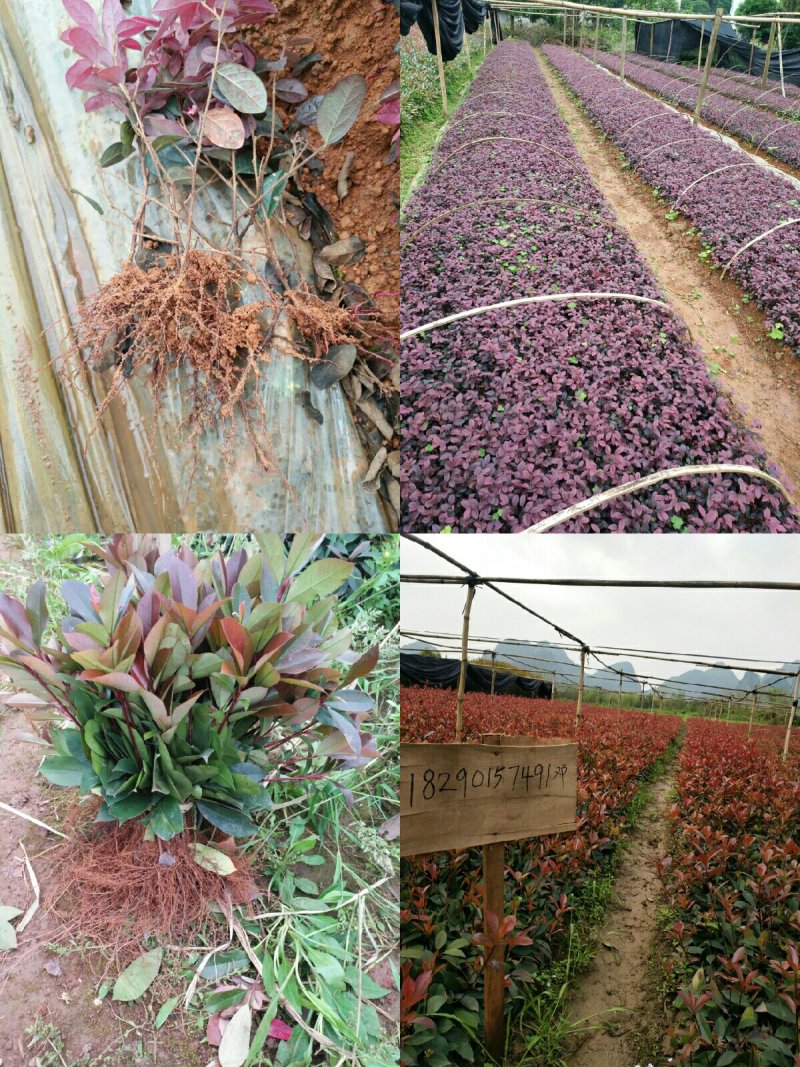 红花继木