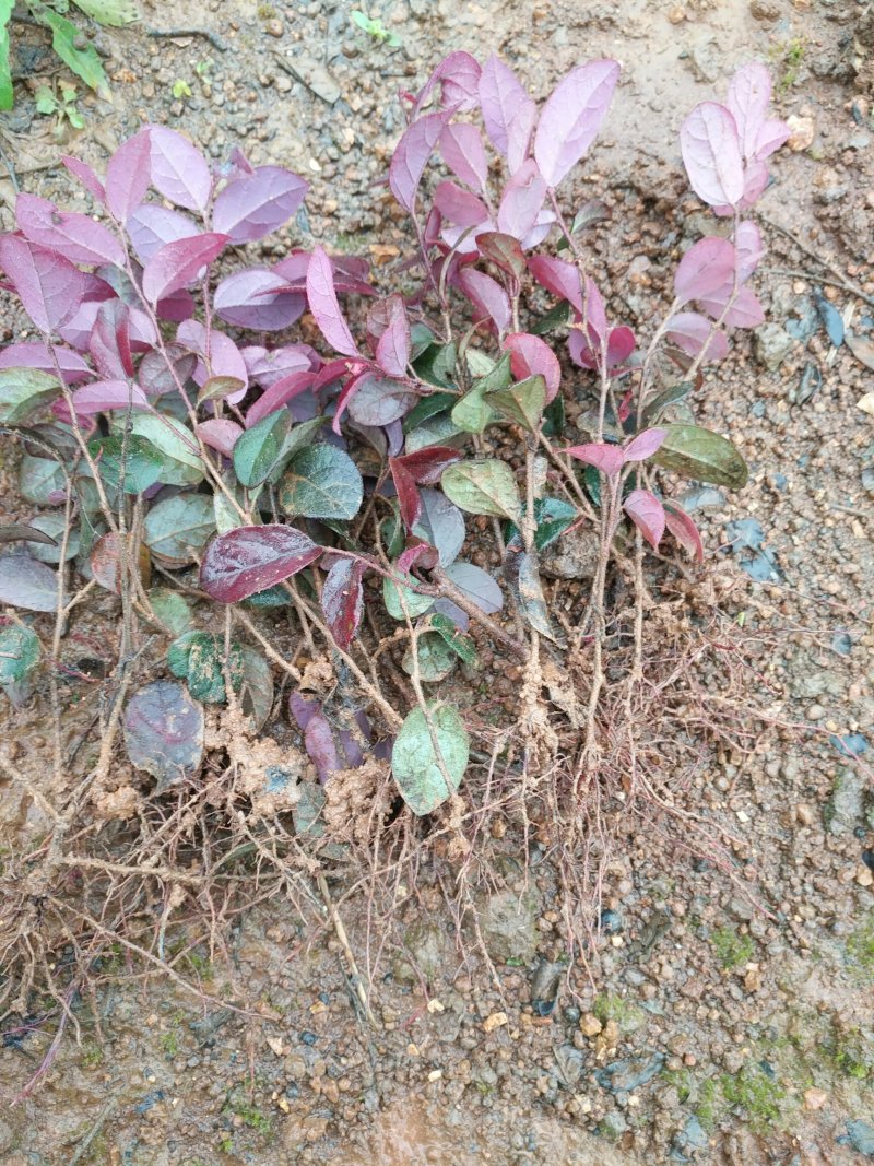 红花继木
