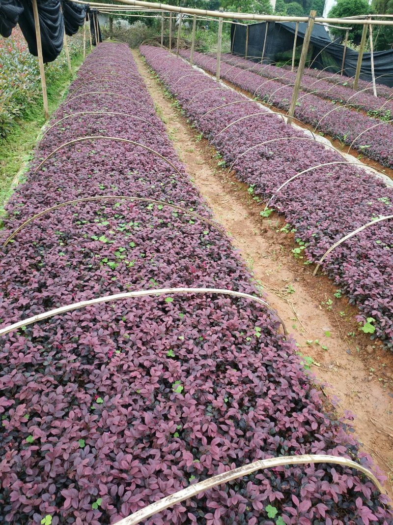 红花继木