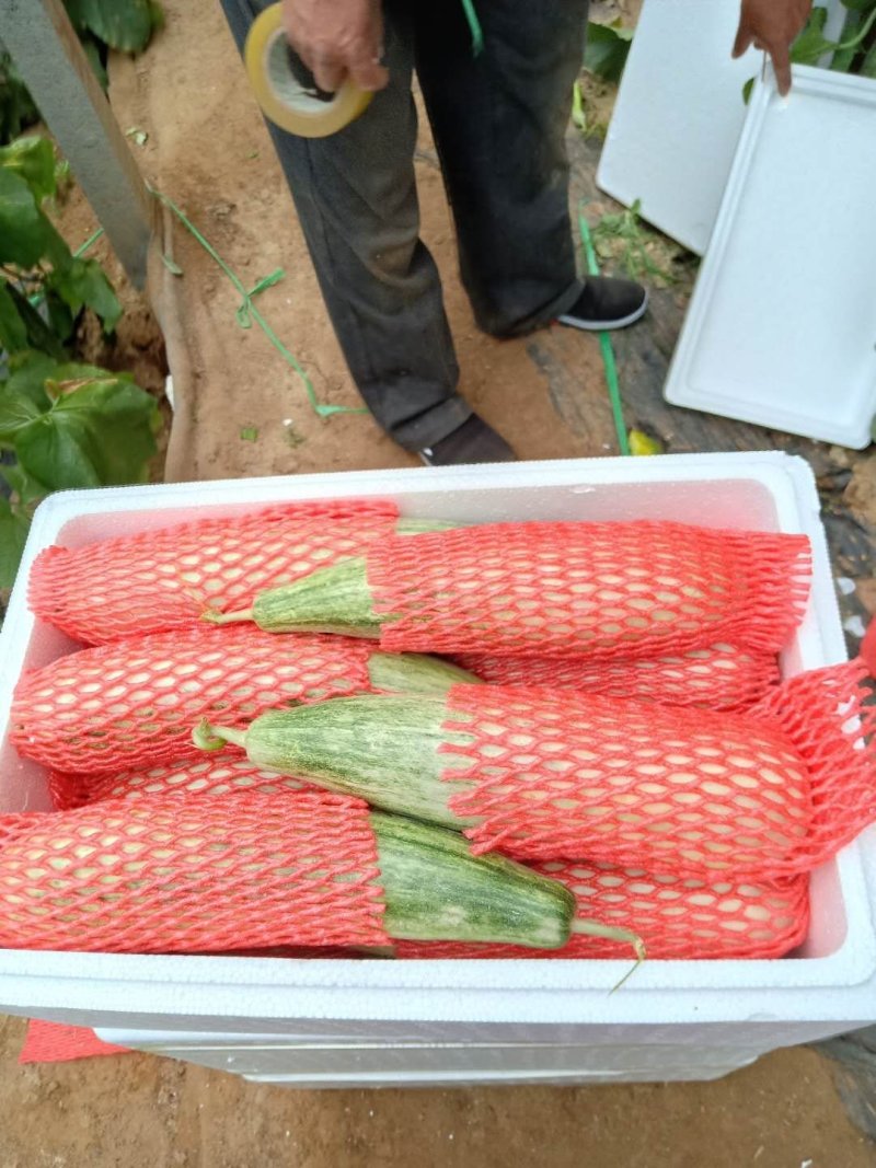 山东羊角蜜大量上市，甘甜可口食品，诚招全国客商，欢迎