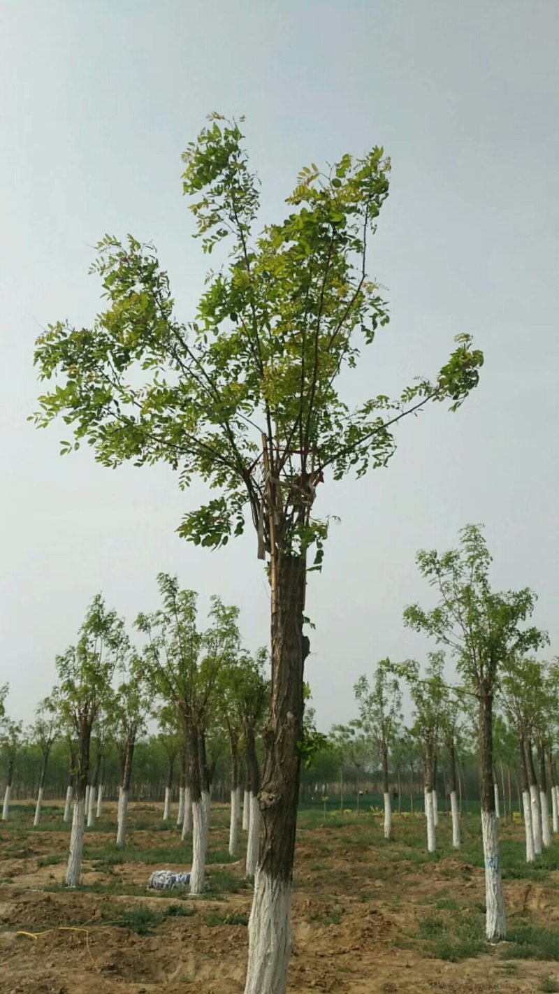 低价出售刺槐嫁接10-15公分香花槐。自家苗圃一手货源。