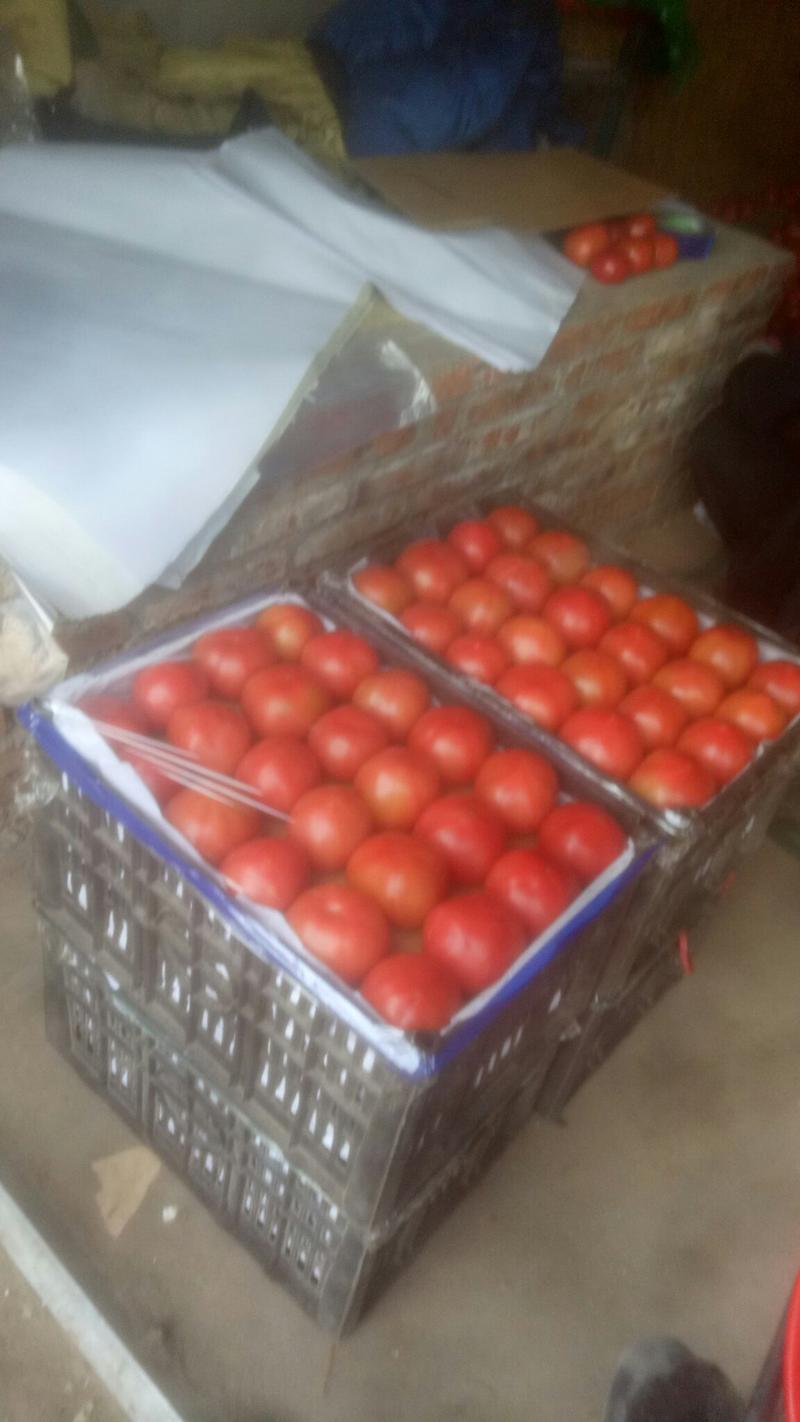 西红柿大量上市，河北昌黎水果西红柿，硬粉西红柿大量上市