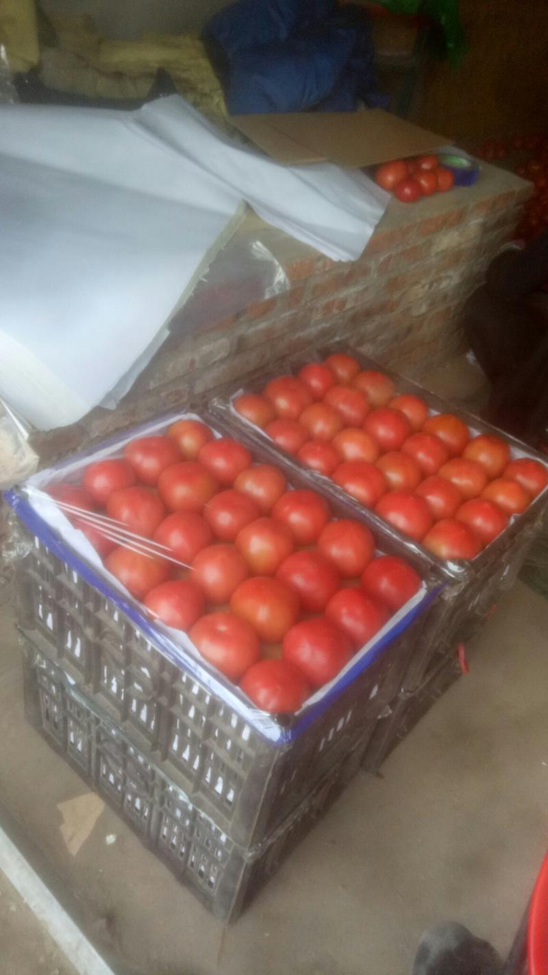 西红柿大量上市，河北昌黎水果西红柿，硬粉西红柿大量上市
