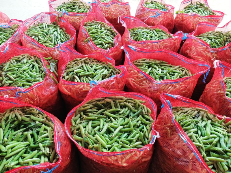 豌豆荚上市了，中碗六号、七号，颗粒饱满，质量好，颜色绿