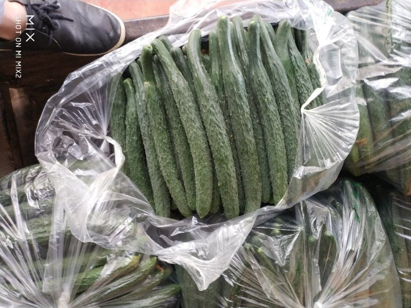 刺黄瓜干花带刺22~25公分