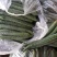 刺黄瓜干花带刺22~25公分