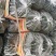 刺黄瓜干花带刺22~25公分