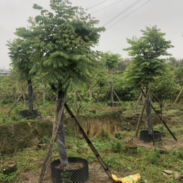 台湾栾树基地精品批发现货直供特惠