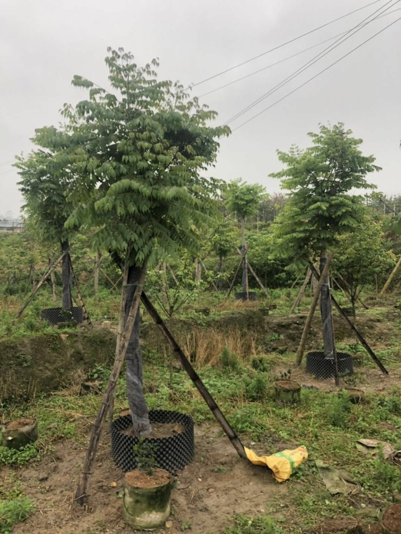 台湾栾树基地精品批发现货直供特惠