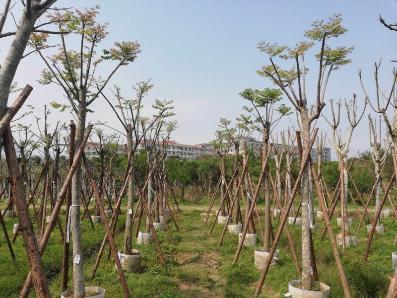 台湾栾树基地精品批发现货直供特惠