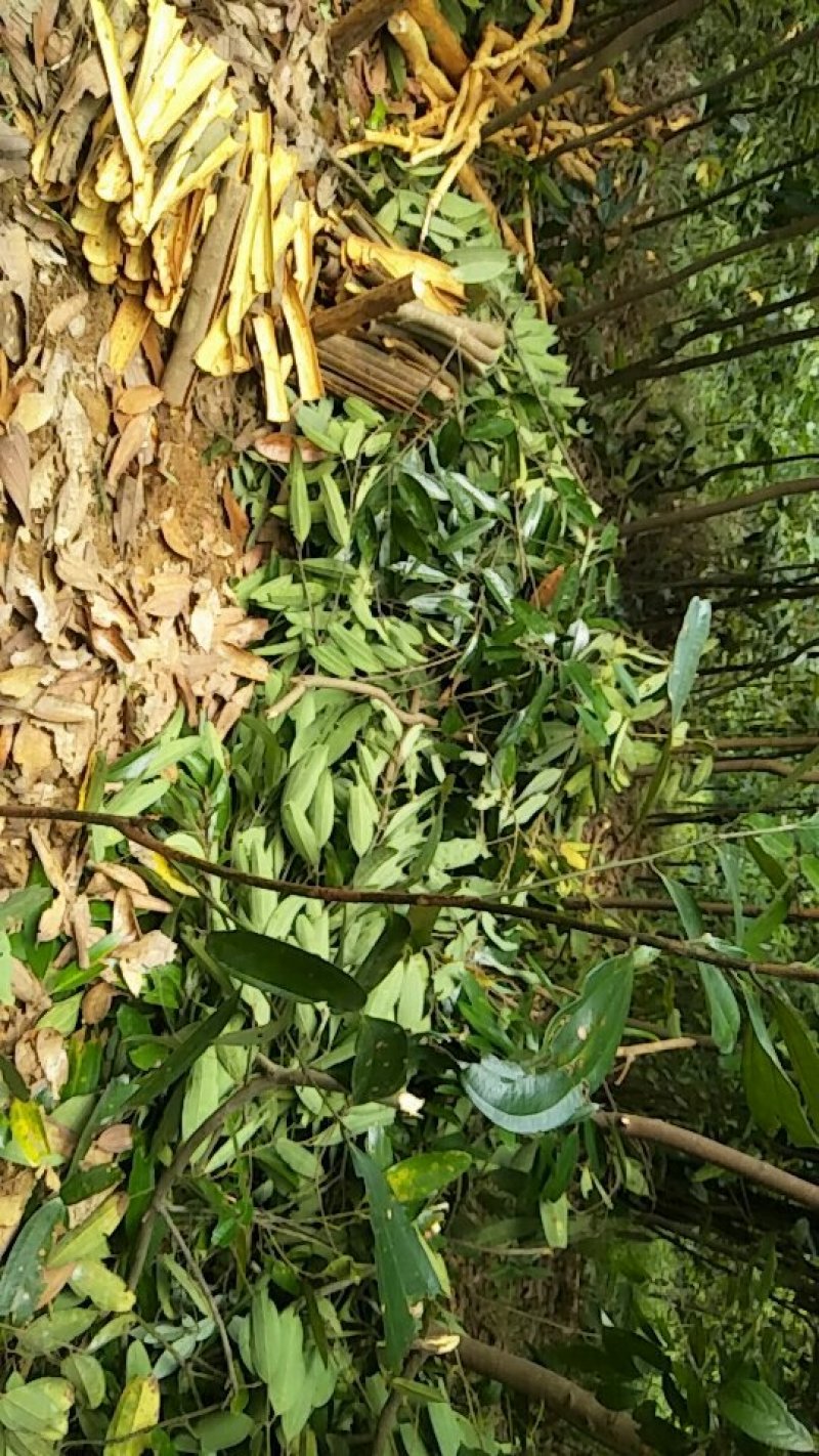新鲜玉桂皮