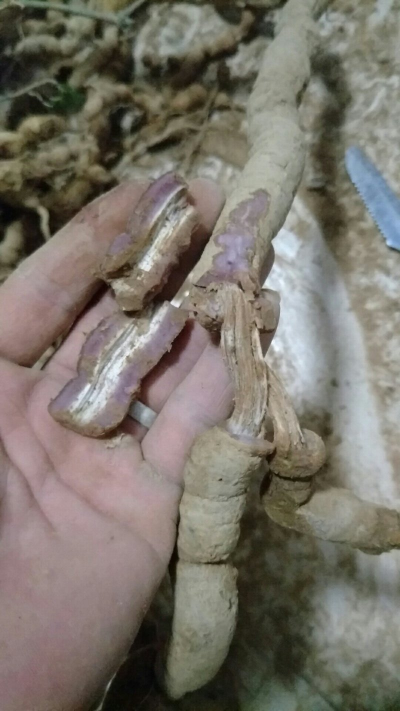 30年纯野生巴戟天，靓货，换迎咨询购