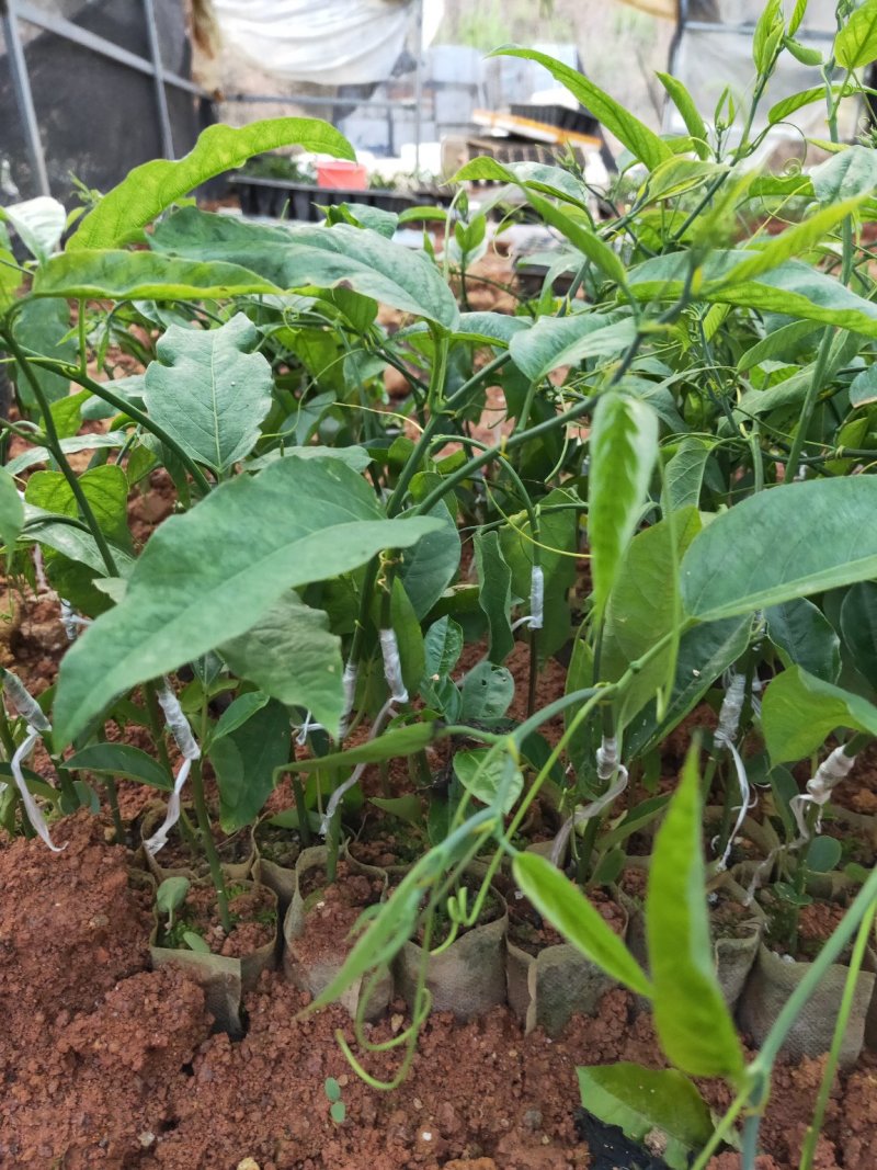 荔枝味百香果苗嫁接苗