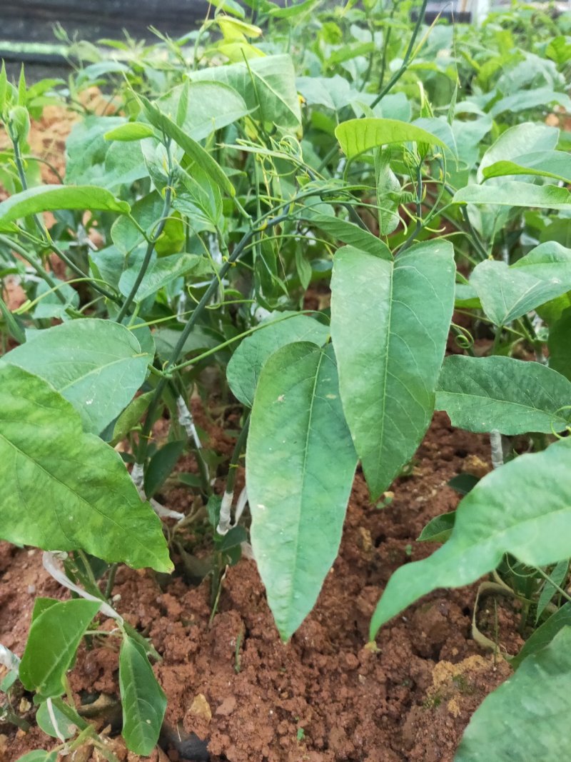 荔枝味百香果苗嫁接苗
