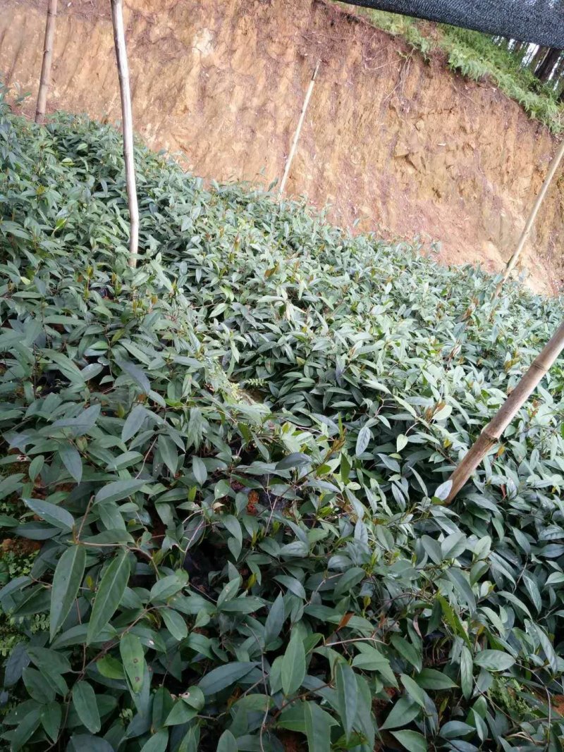 黑老虎苗