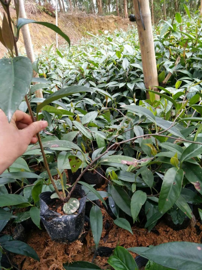 黑老虎苗