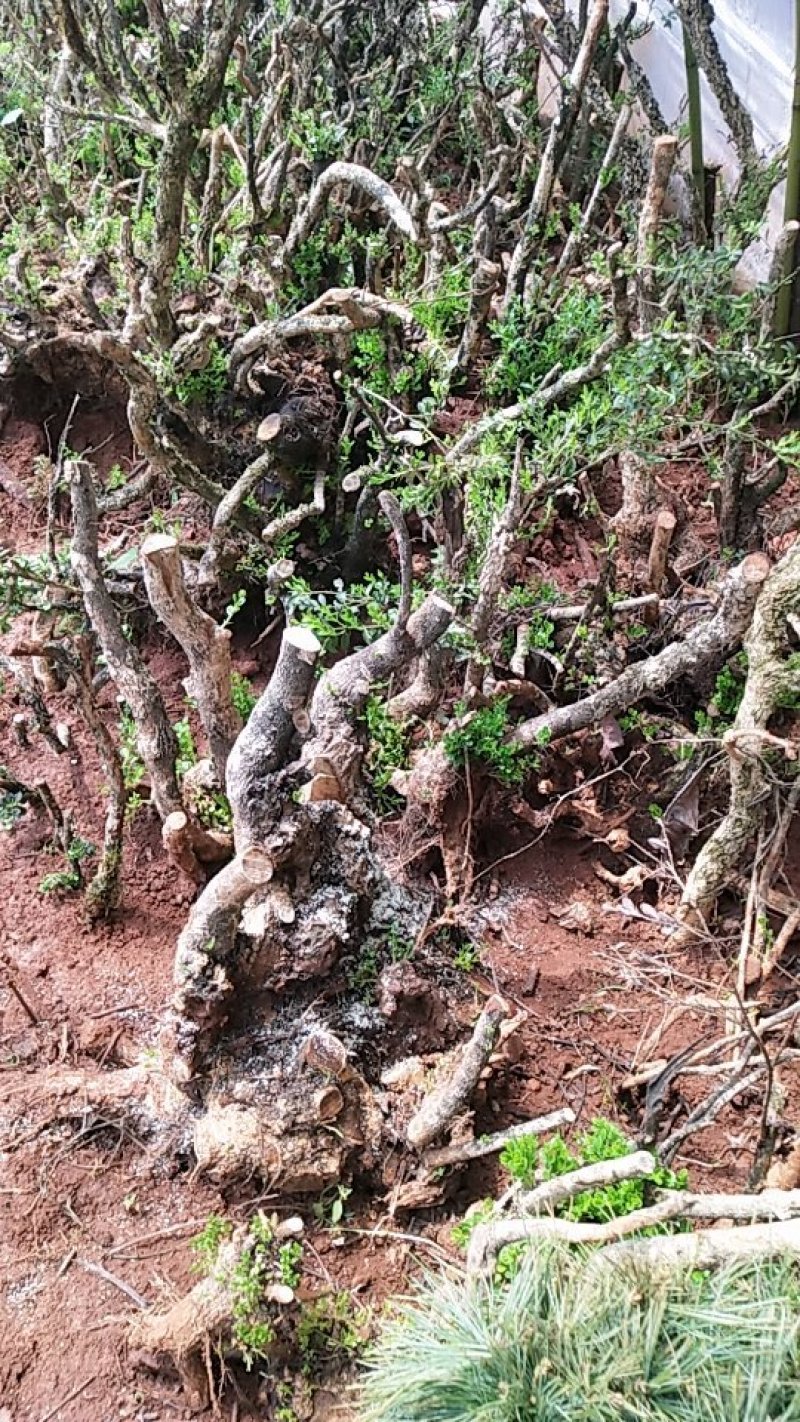 小叶黄杨下山老桩