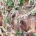 小叶黄杨下山老桩