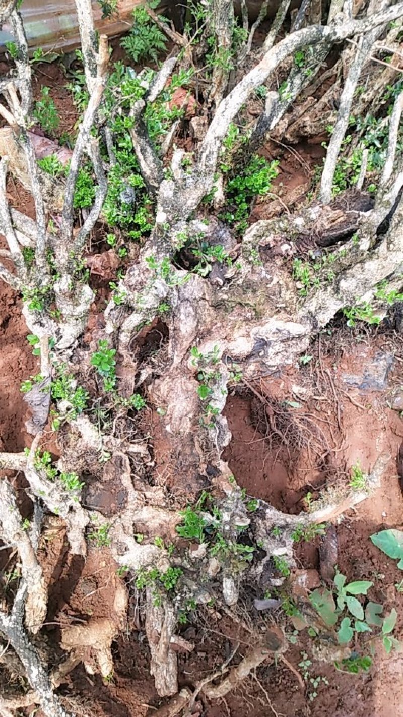 小叶黄杨下山老桩