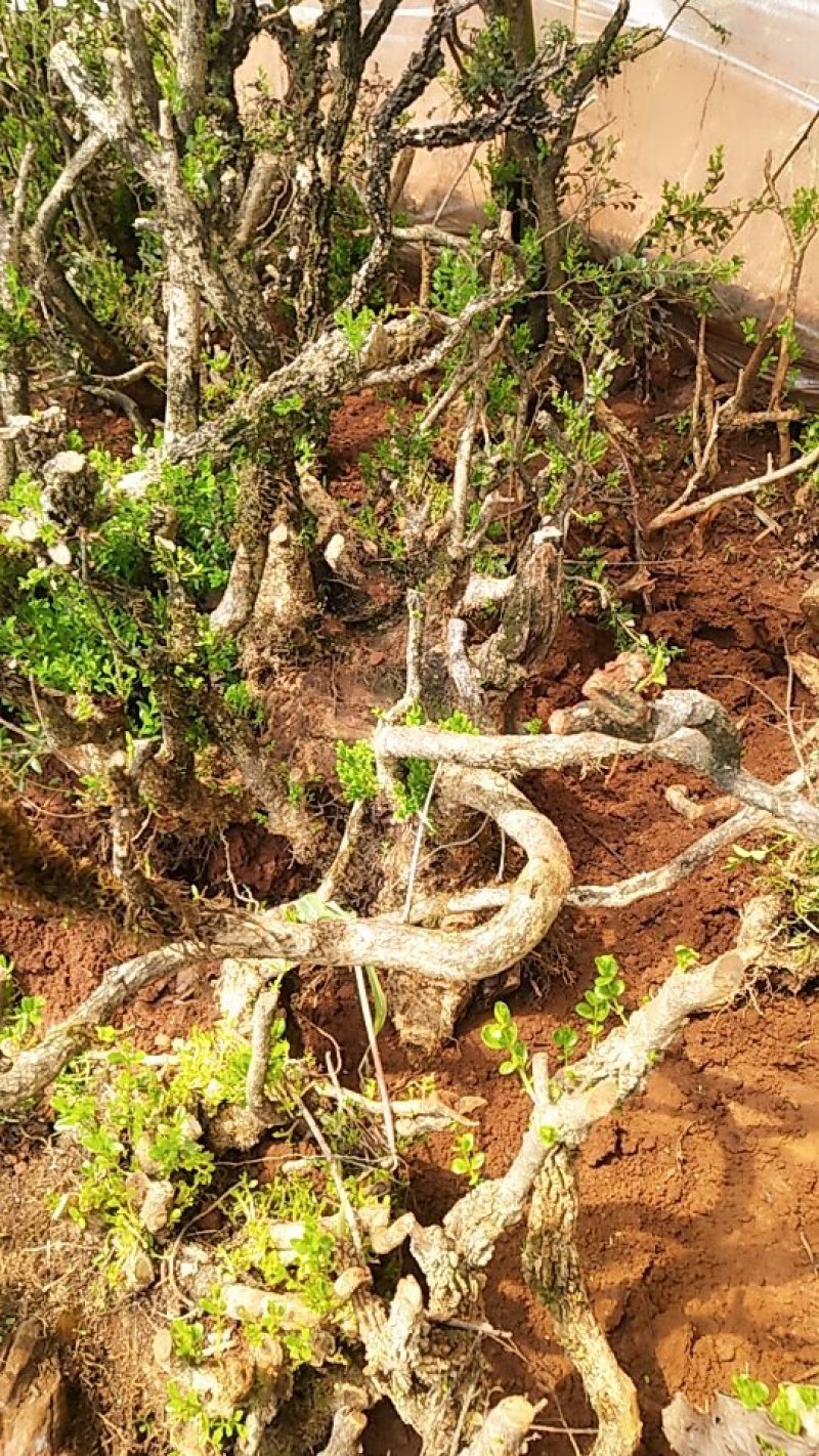 小叶黄杨下山老桩