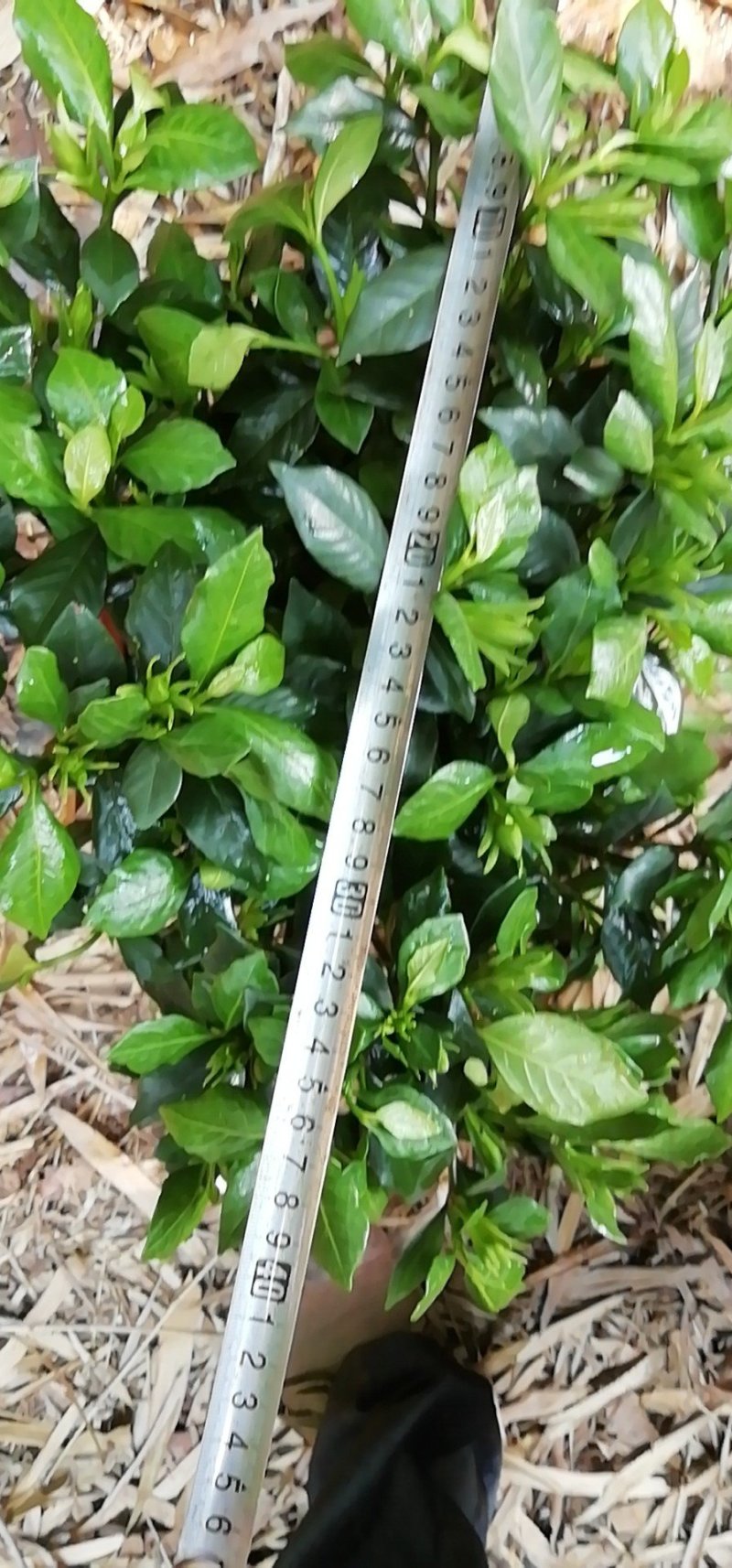 海栀，四季栀，大栀子花大量供应
