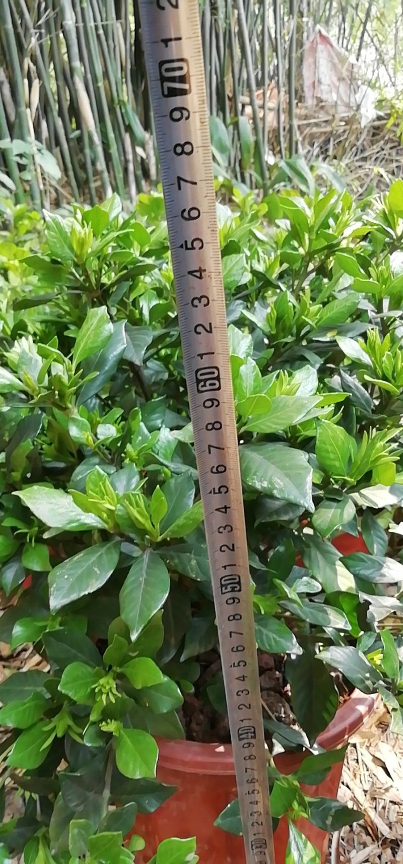 海栀，四季栀，大栀子花大量供应