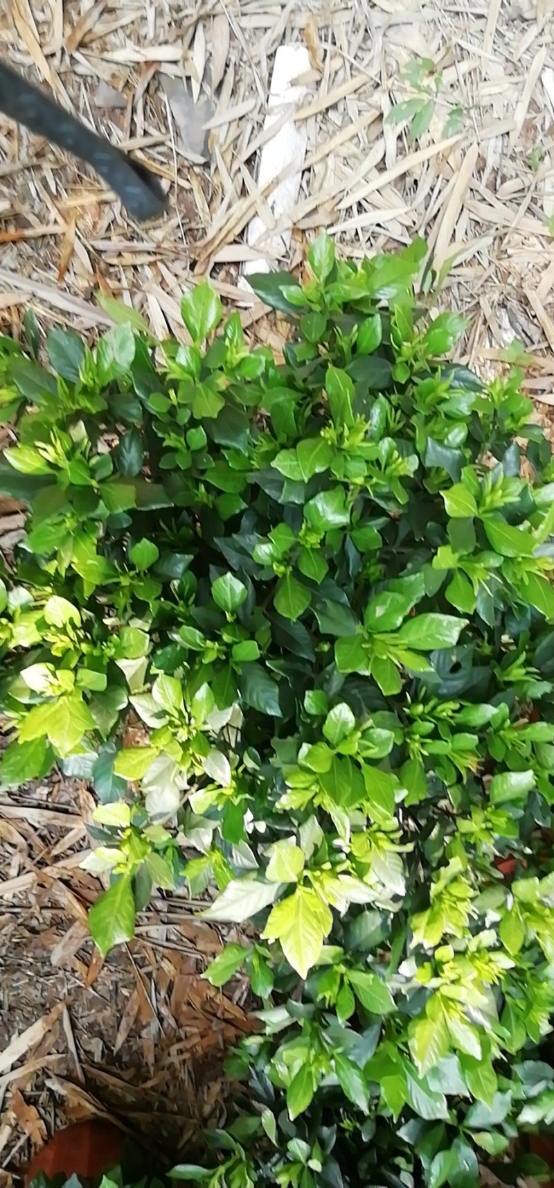 海栀，四季栀，大栀子花大量供应