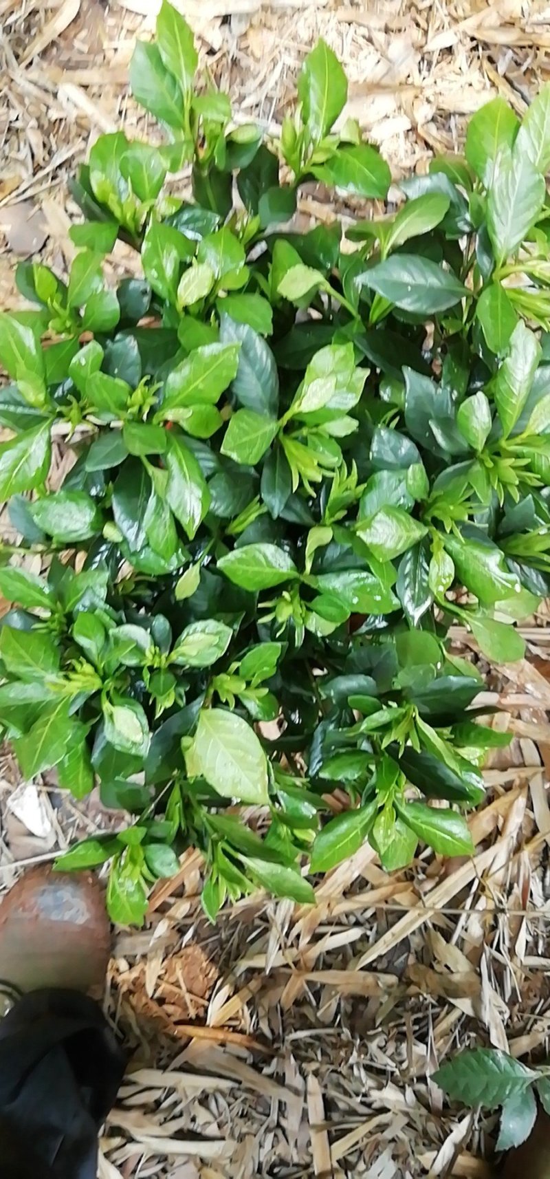 海栀，四季栀，大栀子花大量供应