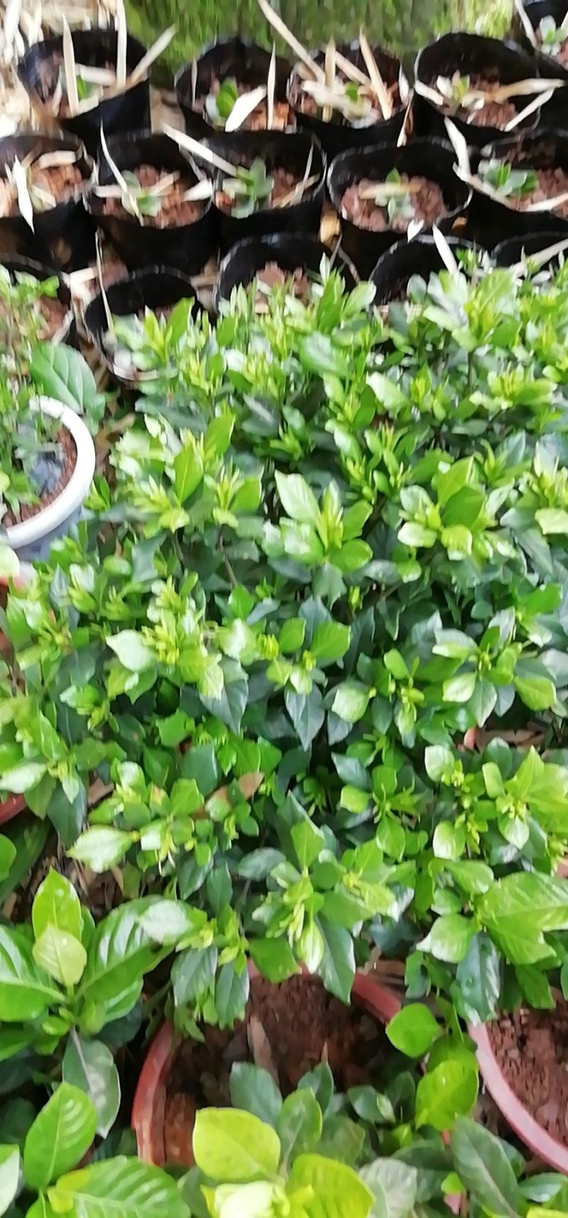 海栀，四季栀，大栀子花大量供应