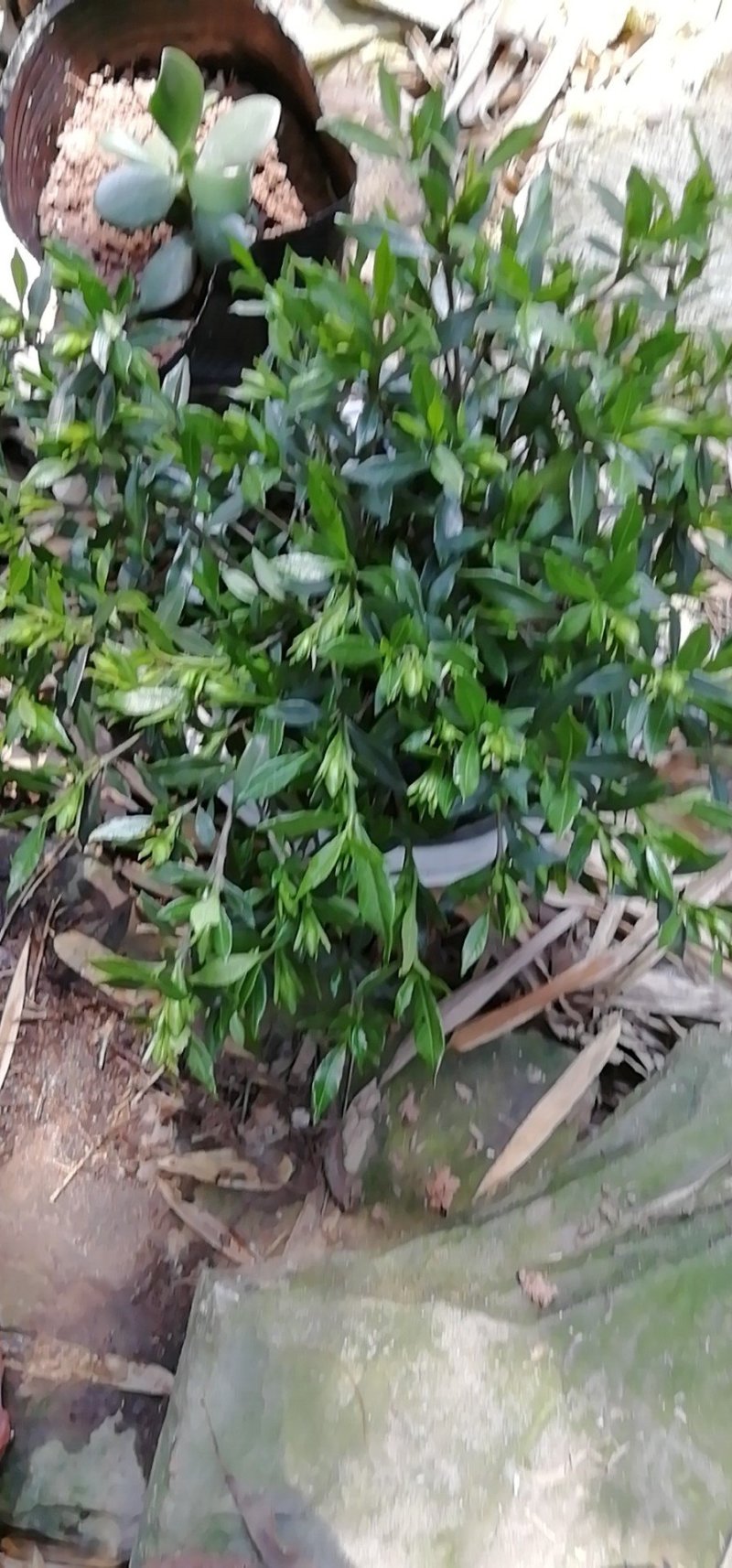 海栀，四季栀，大栀子花大量供应