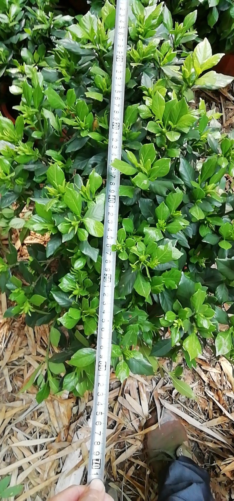 海栀，四季栀，大栀子花大量供应