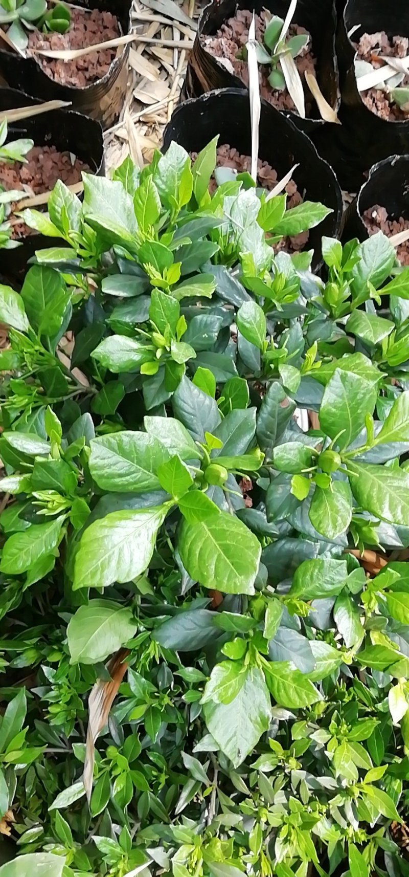 海栀，四季栀，大栀子花大量供应