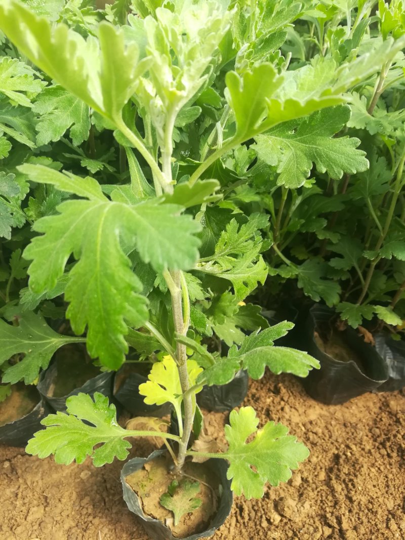 地被菊大量现货基地直销。