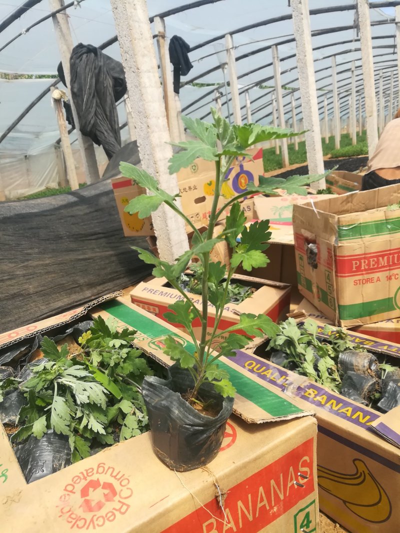 地被菊大量现货基地直销。