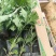 地被菊大量现货基地直销。