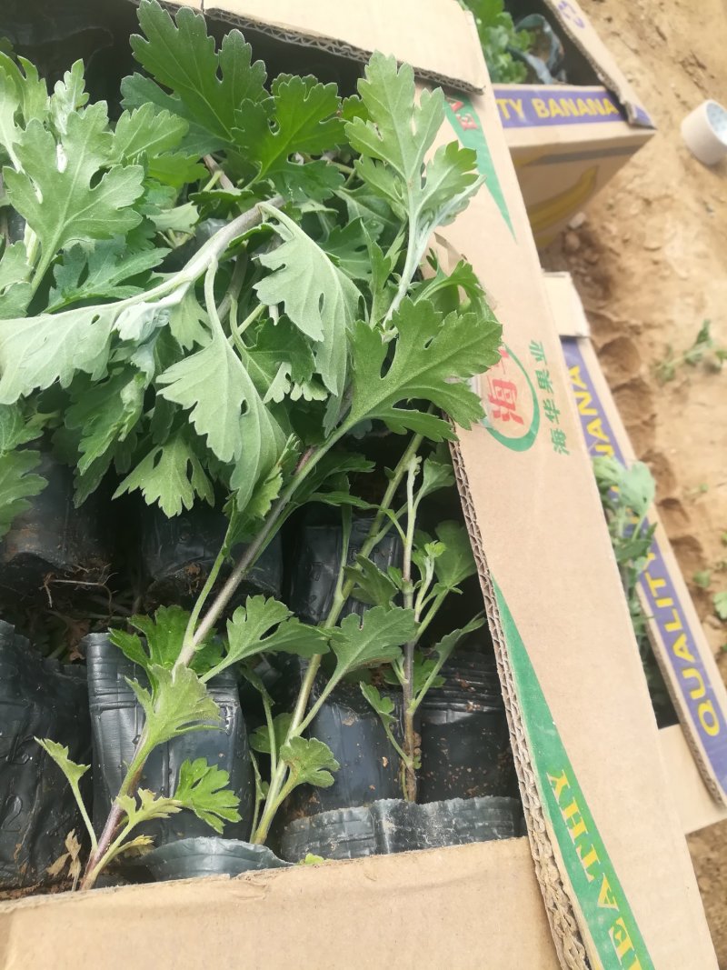 地被菊大量现货基地直销。